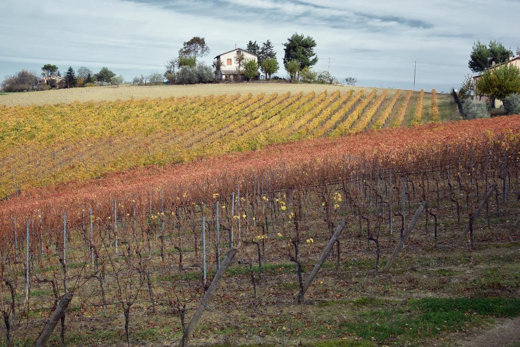 Agriturismo Al Rifugio Divino Belvedere Ostrense Dış mekan fotoğraf