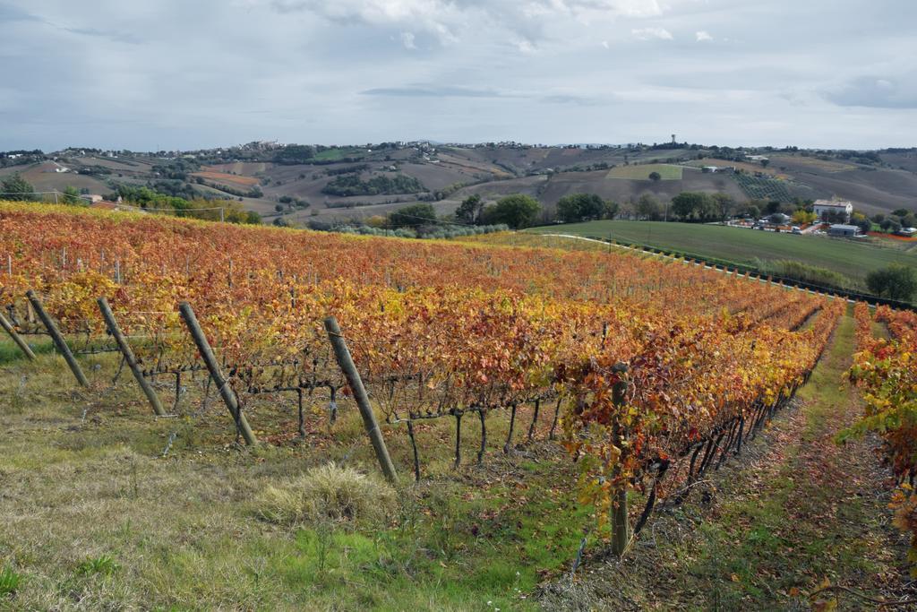 Agriturismo Al Rifugio Divino Belvedere Ostrense Dış mekan fotoğraf